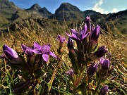 14 Genzianella germanica (Gentianella rhaetica) con vista verso il Pizzo del Diavolo e il Grabiasca